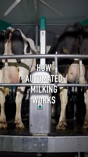 A dairy farm in northwest China's Ningxia is using an automated #milking platform to reduce manpower and improve efficiency. | CGTNEurope