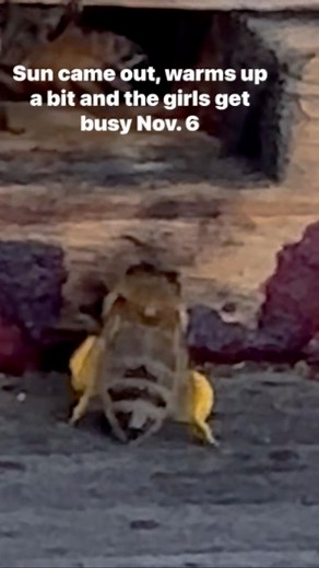 Early winter bees are still finding pollen #honeybees #overwinterbees | Tom Tallman