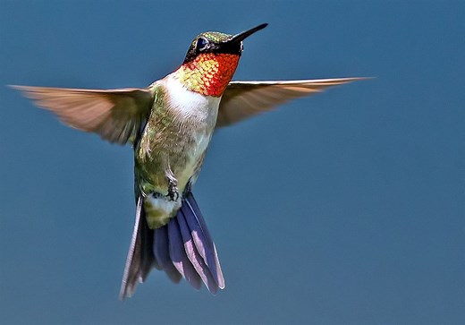 100 million hummingbirds and others are winging it through Pa. in the spring