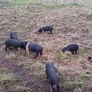 3.7K views · 353 reactions | Pig play | Fat Pig Farm | Facebook