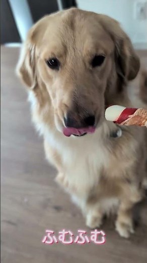 ゴールデンレトリバー1歳りゅうくん うにとおからチャンネルのおからちゃんの犬用おやつを食べたよ〜🩷