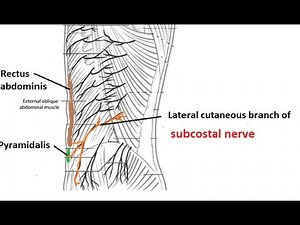 Subcostal nerve : ventral ramus of 12 thoracic spinal nerve