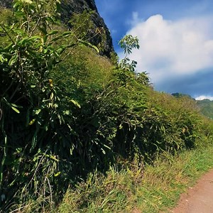 Alexis Morgan on Instagram: "Instagram gave me a lot of slides so I’m using them all on the beauty of and the fun I had in Hawai’i 🌺"