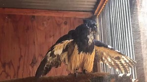 99 reactions | Ripley the spectacled owl thoroughly enjoyed a good soaker shower on the warm weekend. She’s got her adult plumage in and looks like a proper adult now! | Avian Behavior Conservancy | Facebook