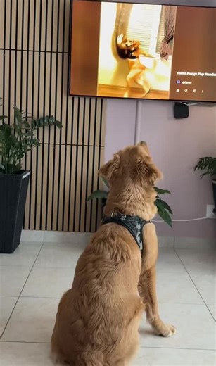 Tobby viral video 😁 #tamil #fyp #dog