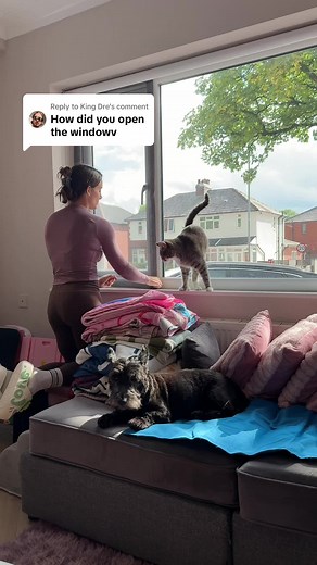 FlatCats cat window screen – cat proofing for open windows