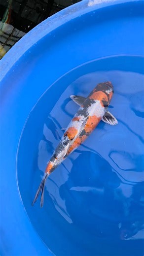 4.2K views · 161 reactions | Kin showa by Konishi Koi Farm 朗朗朗 Koi for the big boys  | Mikoi’s Pond Japanese koi supplier and Koi pond contractor | Facebook