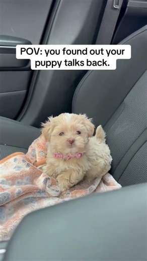 Tiny Dogs Gone Wild 😂 Small Dogs With Huge Attitude | Funniest Little Dog Moments