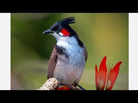 Bulbul Bird Colouring drawing live video