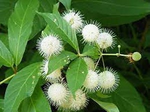 Beneficial US Native! Buttonbush Seeds, Honey Bells, Button Willow, Cephalanthus Occidentalis CE9030 - Etsy