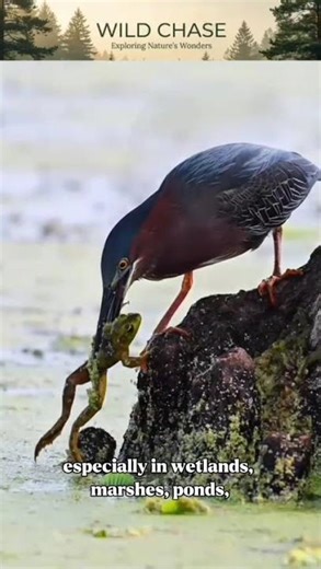 Silent Hunter: The Incredible Green Heron in Action 🦩🌴 #birds