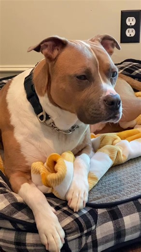 Understanding Different Appearances in Dogs