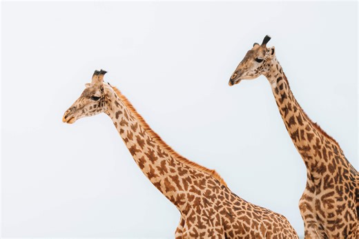 Why Male Giraffes Drink Urine During Mating Season