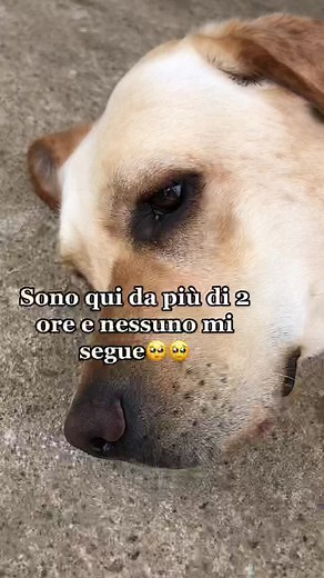 Expressive Dog Close-Up Moments: A Still Reflection