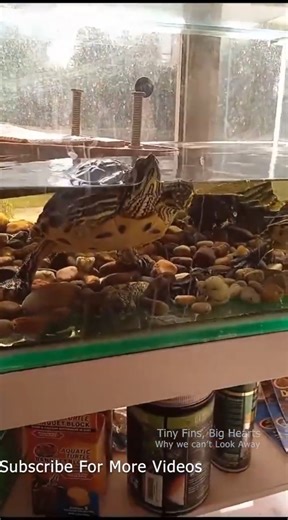 The Cutest Thing You'll See Today (Baby Turtle Edition) #babyturtles #cutebabyturtles #turtlevideo