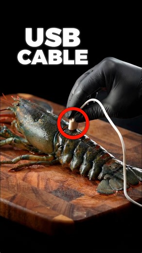 Bruhzen | The natural structure of a lobster is inefficient. Today, we re-engineer it. 📐 The protocol begins with core extraction using a sterilized... | Instagram