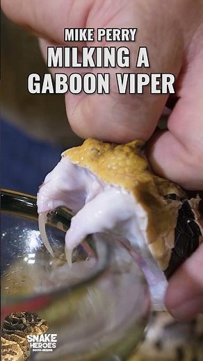 What's Really Inside a Viper's Venom?