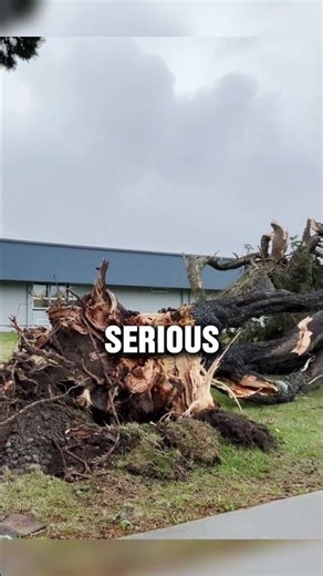 🚨 Tree Emergency? Call the Pros