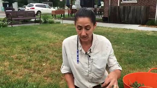 How to DeadHead Salvia