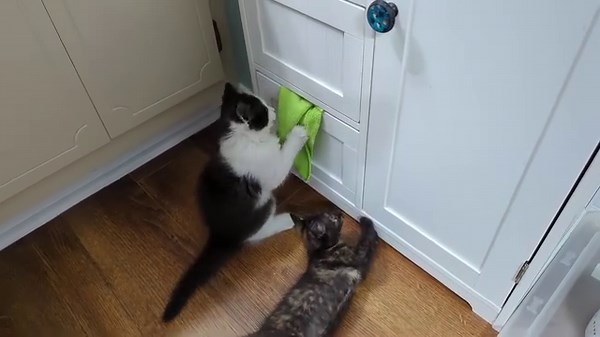 12K views · 2.2K reactions | Suddenly, Kirk and Troi are obsessed with the drawer where the (clean) cleaning rags are stored. I don't know what's with the sudden interest, but I wonder if I can train them to clean the floor? | Love & Hisses | Facebook