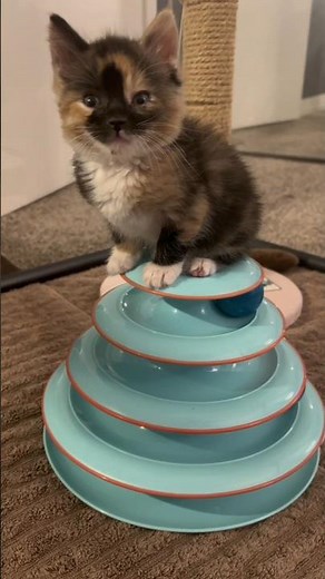 His Kitten Won't Let Him Leave 😂