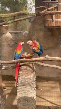 Tour to lahore zoo with my neice #zoo #lahore #clumsy #pakistan