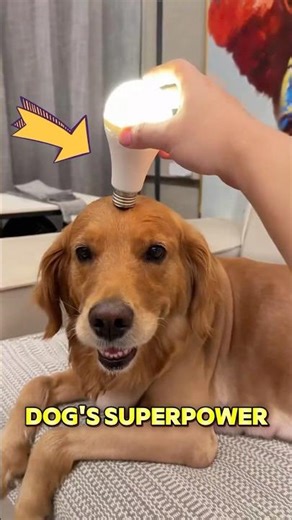 This dog thought it has a super power