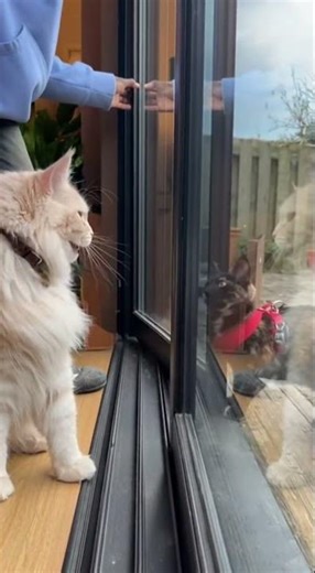 cat meets outside cat! #cat #funny #cute