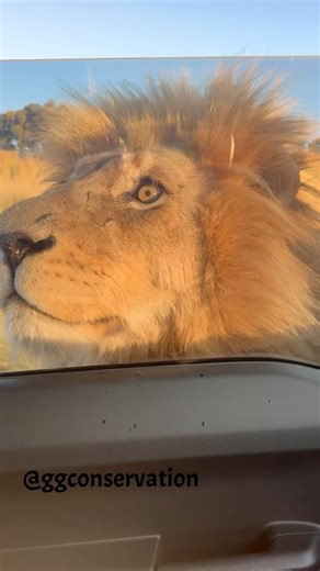 825K views · 141K reactions | King Samburu & The Suzuki.. wash, spray...