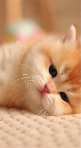 Then the kitten stretches its fluffy body, lifts its tiny tail and yawns cutely