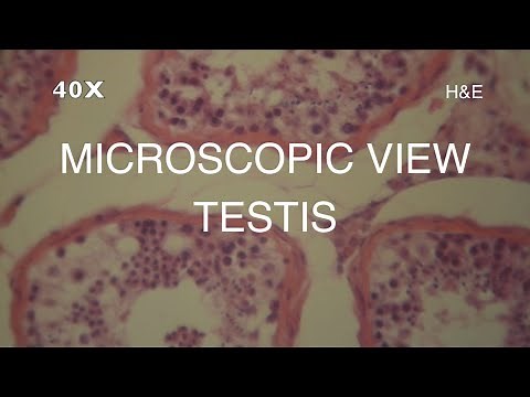 MICROSCOPIC VIEW - TESTIS