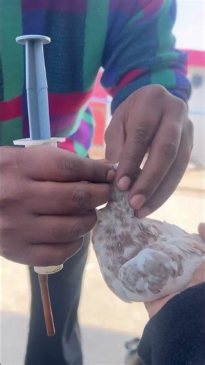 Kabootar ki video🕊️ #kabutar #pigeon #birds #rabbit #tigerpigeon #kabutarbazi #pets #petsvlog#vlogs