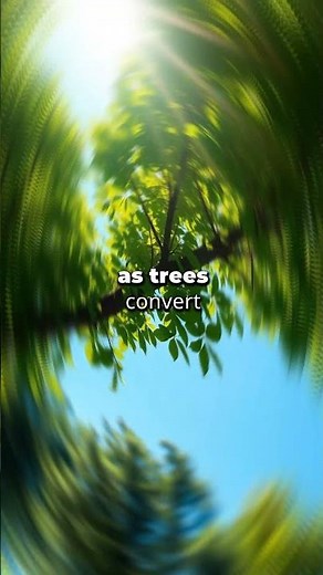 How Do Trees Produce Oxygen?