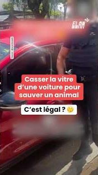Voici ce que tu dois faire si tu vois un animal enfermé dans une voiture en période de forte chaleur