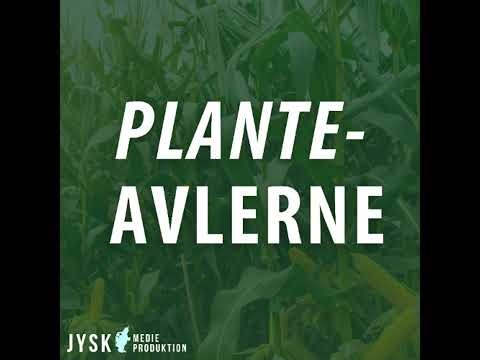 Planteavlerne 2026 - E15: Sælg korn – eller vent? Palle giver sit klare svar
