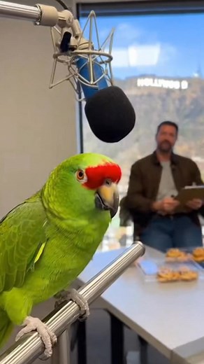 Parrot’s Movie Audition Turns Into a Snack Scene! 🎬🍪😂#ParrotAudition #FunnyParrot #BirdComedy #TalkingParrot #ViralVideo #TalentShow #AIParrot #MovieParody #Sora2Video #ComedyReel #LaughShow #parrot #police #parrot #funny #fight #cute #reel #fbreelsvideo #reelsviralシfb #reelsvideo #fypreels #fypreelsシ゚ #fypreelsシ゚viralシ2025 #reel#reelsforyou #reelsföryou #reelsforyourpage❤️😍 #reelsforyourpage | Joking Parrot