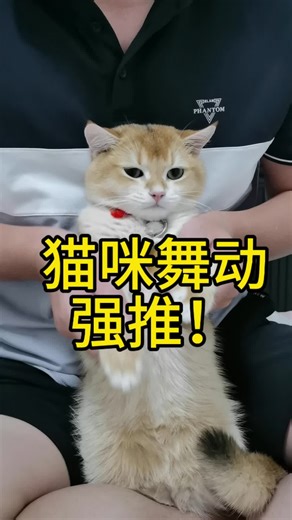 Clever pet product บน TikTok