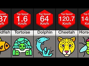 Comparison: Animal Speed
