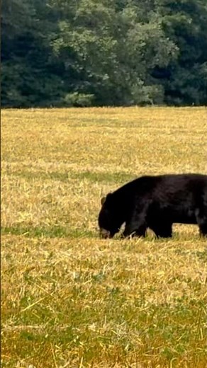 #bear #farming just a bear waltzing thru the field #wildlife #nature #animals