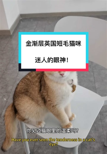 Clever pet product บน TikTok