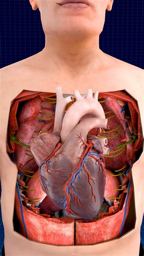 Dive deep into your body and discover it ✨ . . The human heart is a vital organ that pumps blood throughout the body, supplying oxygen and nutrients while removing carbon dioxide and waste products. Here are some key points about the human heart: Anatomy: The heart has four chambers: two upper atria and two lower ventricles. The right side pumps deoxygenated blood to the lungs, while the left side pumps oxygenated blood to the rest of the body. Valves: There are four main valves (tricuspid, pulm