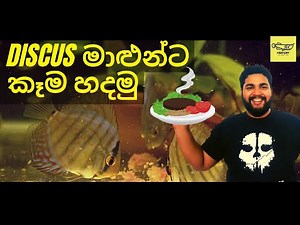 HOW TO make quality food for discus fish - heart mix ( discus මාළුන්ට කෑම හදමු) Fishoff