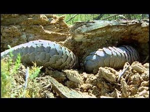African Pangolin