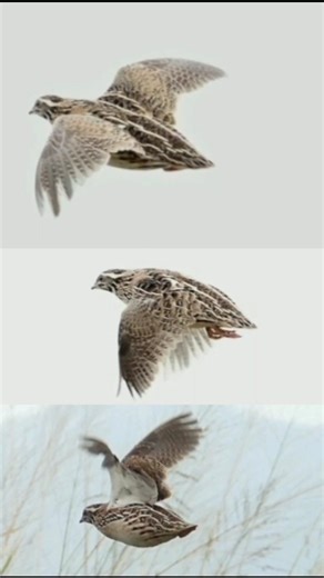 beautiful flying of a quail #birds #wildlife