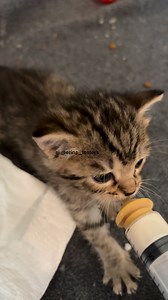 597K views · 32K reactions | Someone is insisting on still getting formula even though she is plenty old enough for kitten food  sometimes these little guys can be stubborn! She will take a few bites of food but not enough to gain weight, which is the most important thing at this age. So I will keep supplementing with formula and encouraging her to eat solids in between! #weaning #kittens #kittenlife #catrescue #adoptdontshop | Erin Berger | Facebook