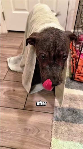 Woman Rescues Abandoned Dog on the Highway 🥰