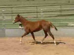 Quarter Horses For Sale