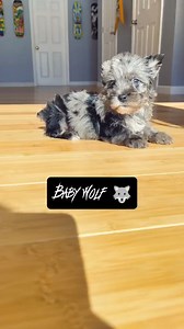 So Adorable Yorkie Puppy Ever 😍😍😍 #yorkie #yorkshireterrier #yorkiepuppies #yorkielove #yorkieoftheday #yorkiepuppy #yorkielife #yorkieoftheday #yorkielovers #yorkies #viral | I Love Yorkshire Terrier