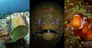 Photographer Who Spends 500 Hours Underwater Each Year Shares His Best Shots