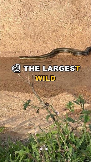 Reticulated Python Record: The Snake That Fits Across a Goal